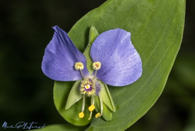 False Dayflower April 2025
